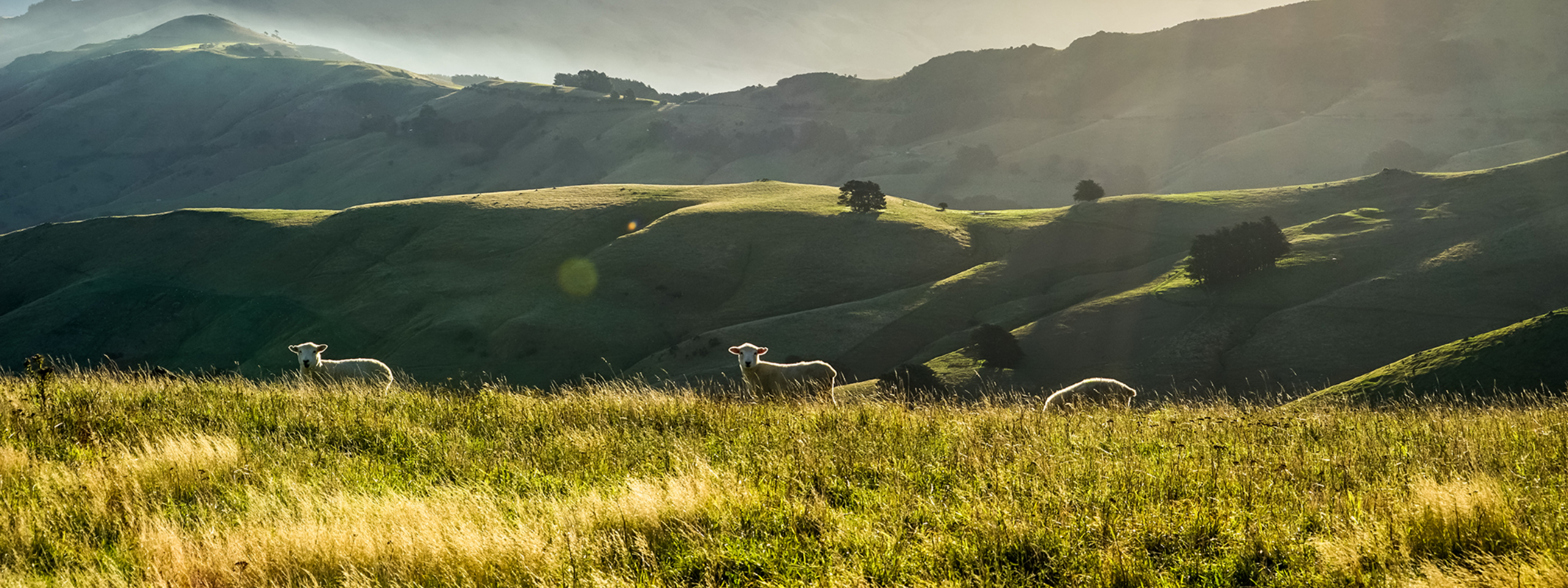 Sheep in NZ landscape Cropped